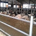 Τμήμα Κτηνιατρικής Π.Ε. Ιωαννίνων:Διαχείριση στερεών κτηνοτροφικών αποβλήτων  