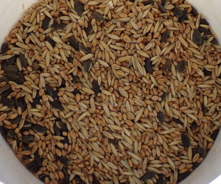 5 Acres & A Dream: Fodder For Feed