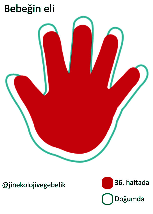 jinekoloji ve gebelik com