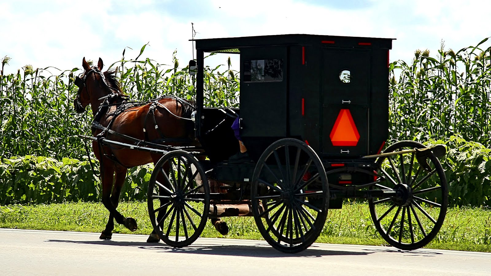 Horse And Buggy Pictures Horse Choices