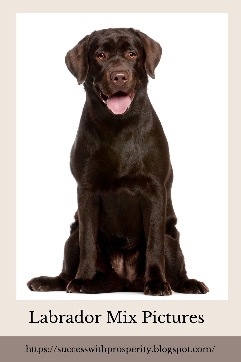 золотистый ретривер рост. шлейка comfortflex. малинуа. собака сидит и стоит. бельгийский малинуа.