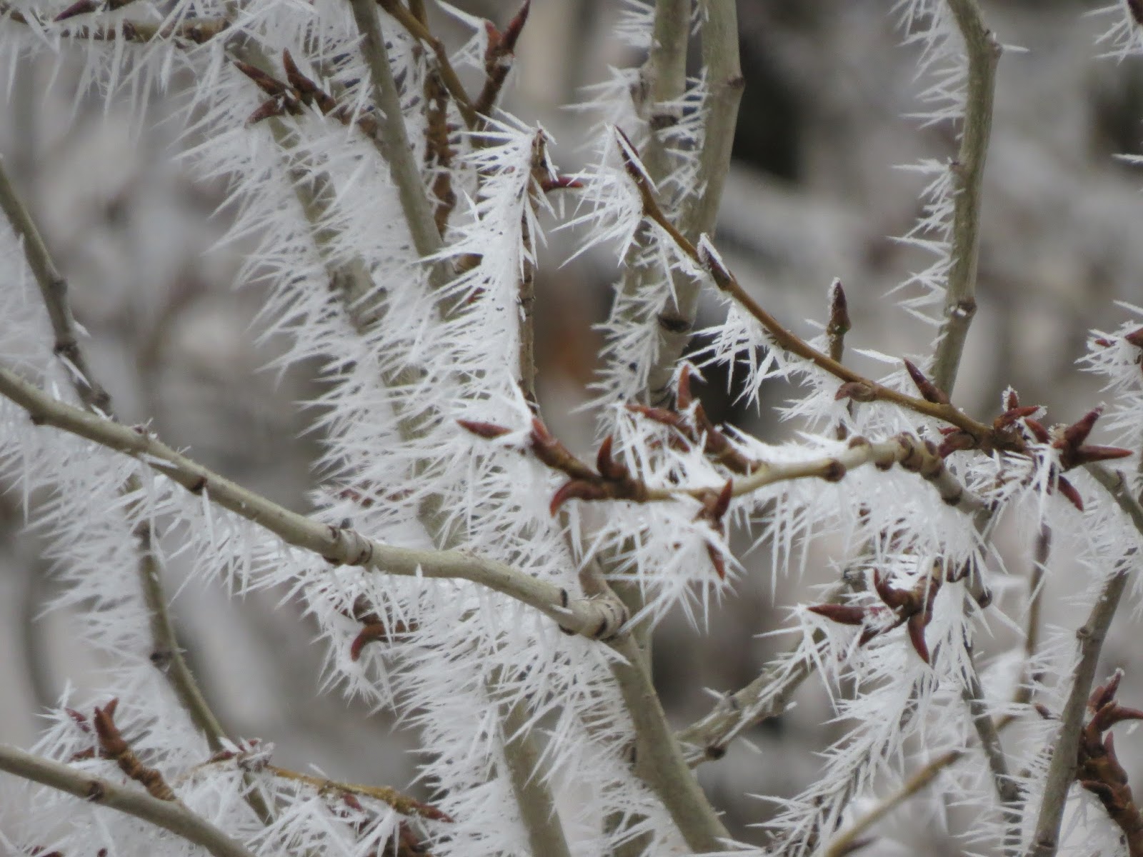 деревья покрылись инеем к чему. зимние деревья. ветки во льду. январь картинки. покрылся инеем.