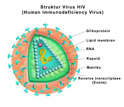 bagian virus hiv