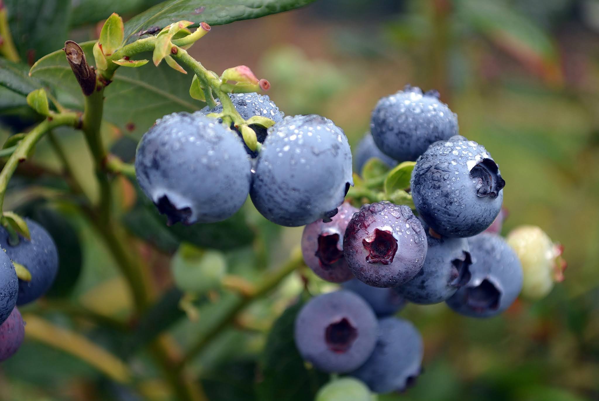 Blueberries