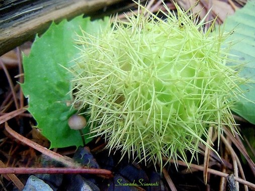 Riccio verde di castagno