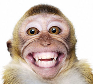 foto monyet ketawa - gambar binatang