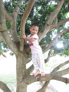 Anak manjat pohon