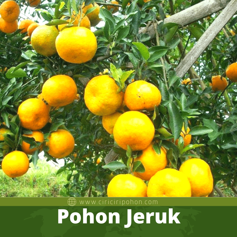 Pohon Jeruk