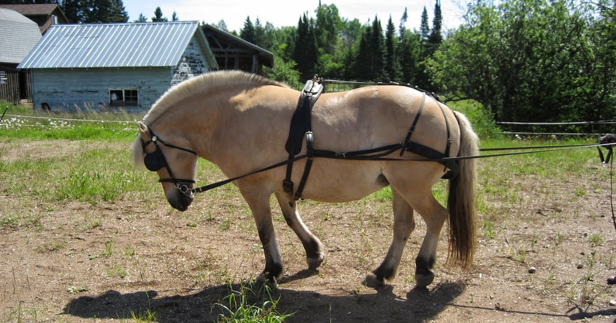 Do Horses Neigh When They Run? Can you harness a horse trained to ride