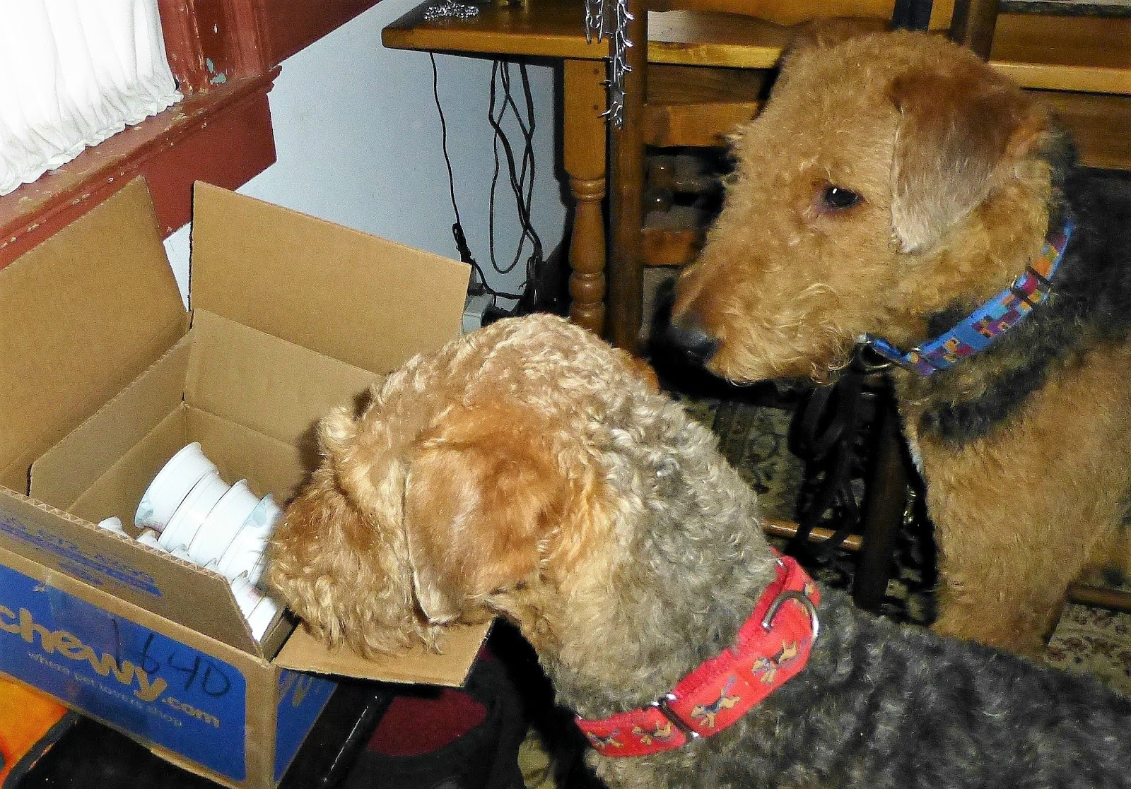 blue buffalo airedale