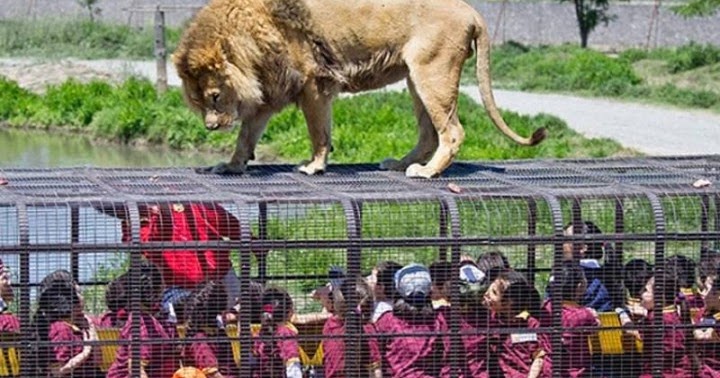In This Zoo, Animals Roam Freely While Humans Are Caged