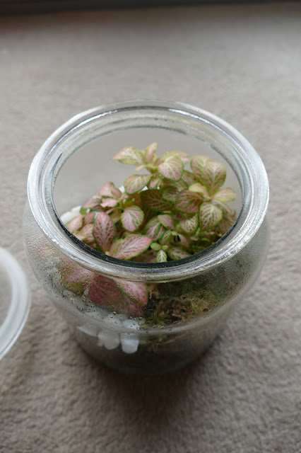 How To Build Your Own Terrarium At Home, DIY Terrariums Shop Review, DIY Terrariums Shop etsy, terrarium kits cheap uk, terrarium kit uk, closed terrarium kit, etsy terrarium kit How To Build Your Own Terrarium At Home, DIY Terrariums Shop Review, DIY Terrariums Shop etsy, terrarium kits cheap uk, terrarium kit uk, closed terrarium kit, etsy terrarium kit