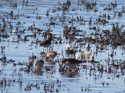 least sandpipers