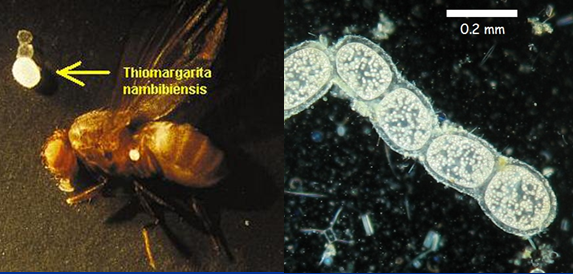 The World S Largest Bacteria Microbophiles Magazine