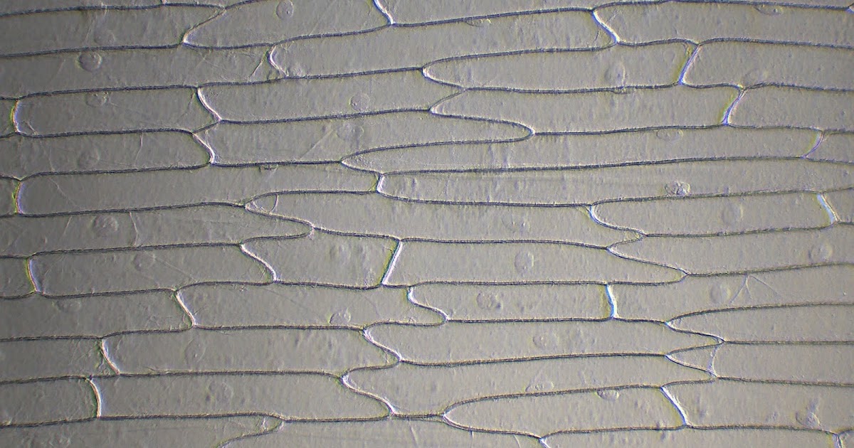 Motic Europe Blog Cytoplasmic streaming in onion cells