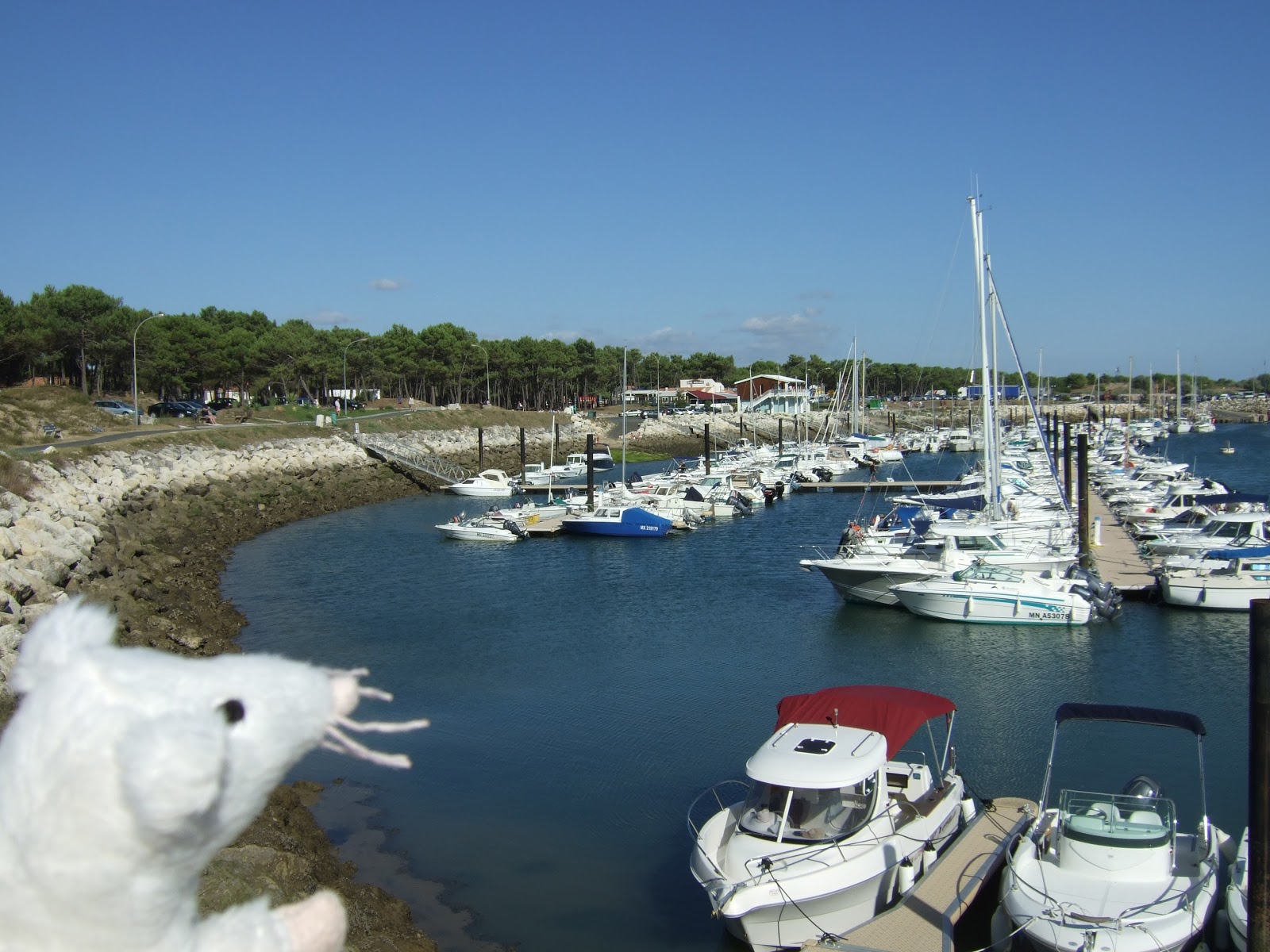 Remembering Alge.. Algernon on holiday