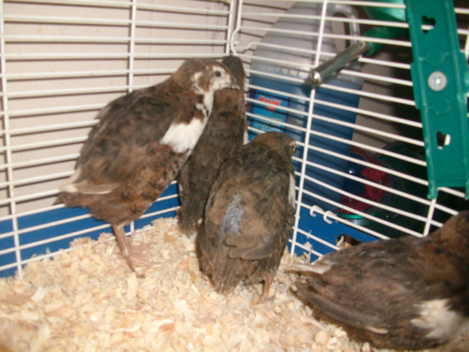 My Button Quail Adventures!!! New additions to my quail addiction!^_^