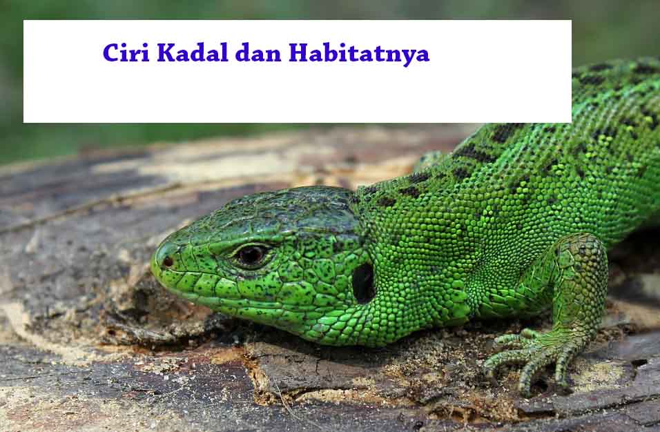 8 Ciri Khusus Kadal Dan Habitat Aslinya Hewan Reptil