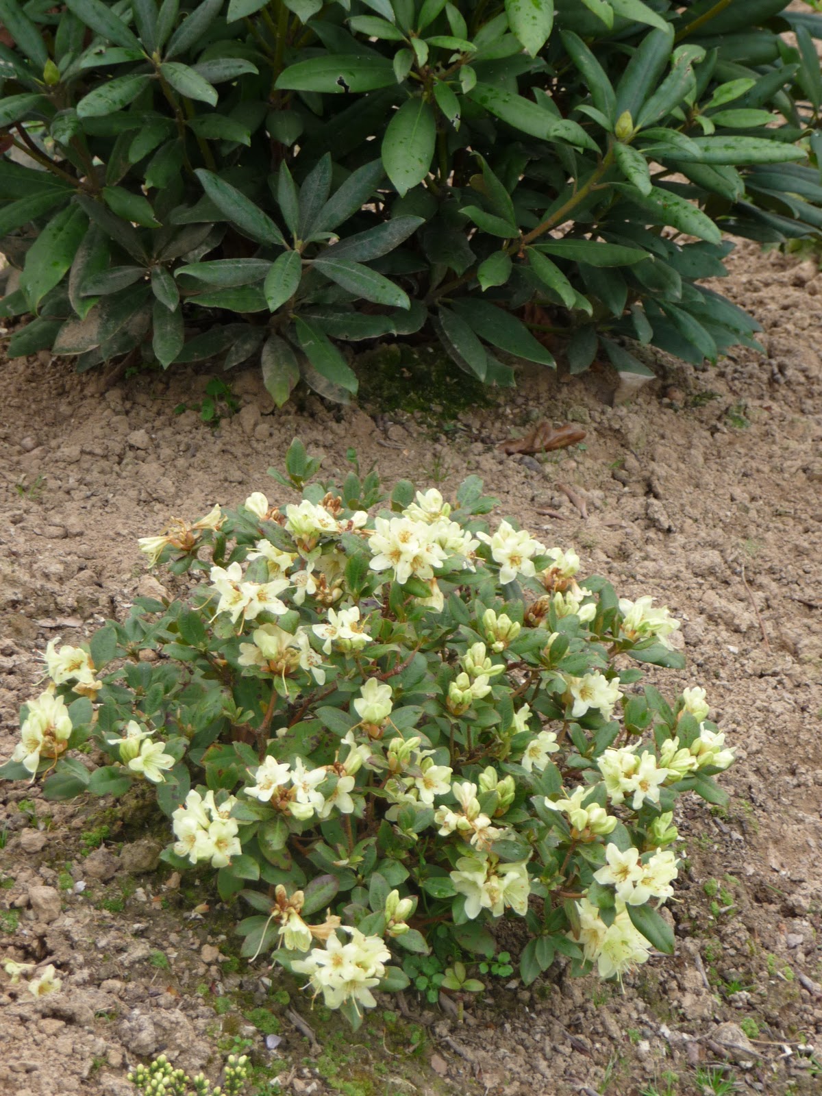 Tahur Bbb By Elsultan69 Issuu