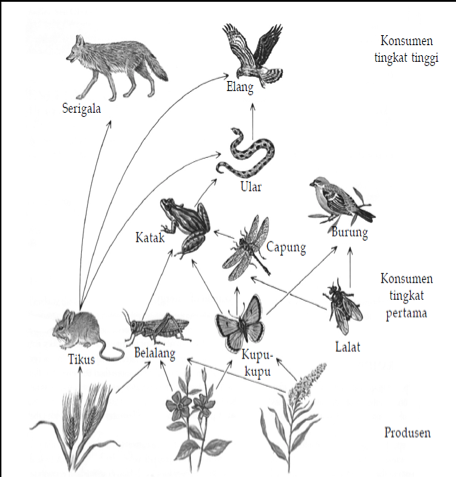 Dengan Memperhatikan Jaring Jaring Makanan Di Atas Apabila Populasi Ular Mengalami Kepunahan Mas Dayat