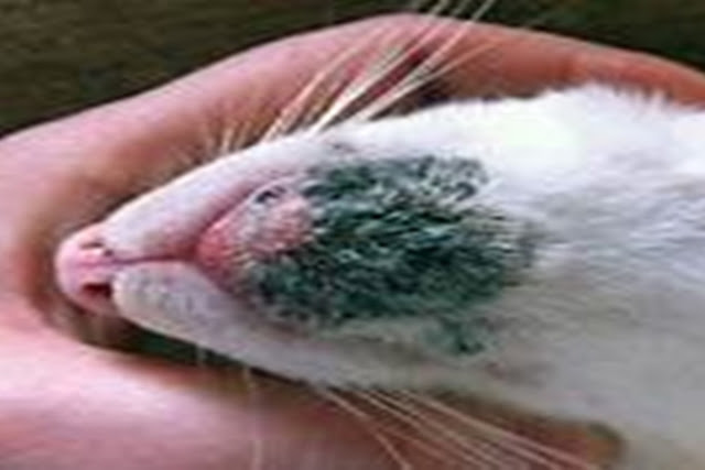 pets, home, skin diseases in pets, taking care of pets