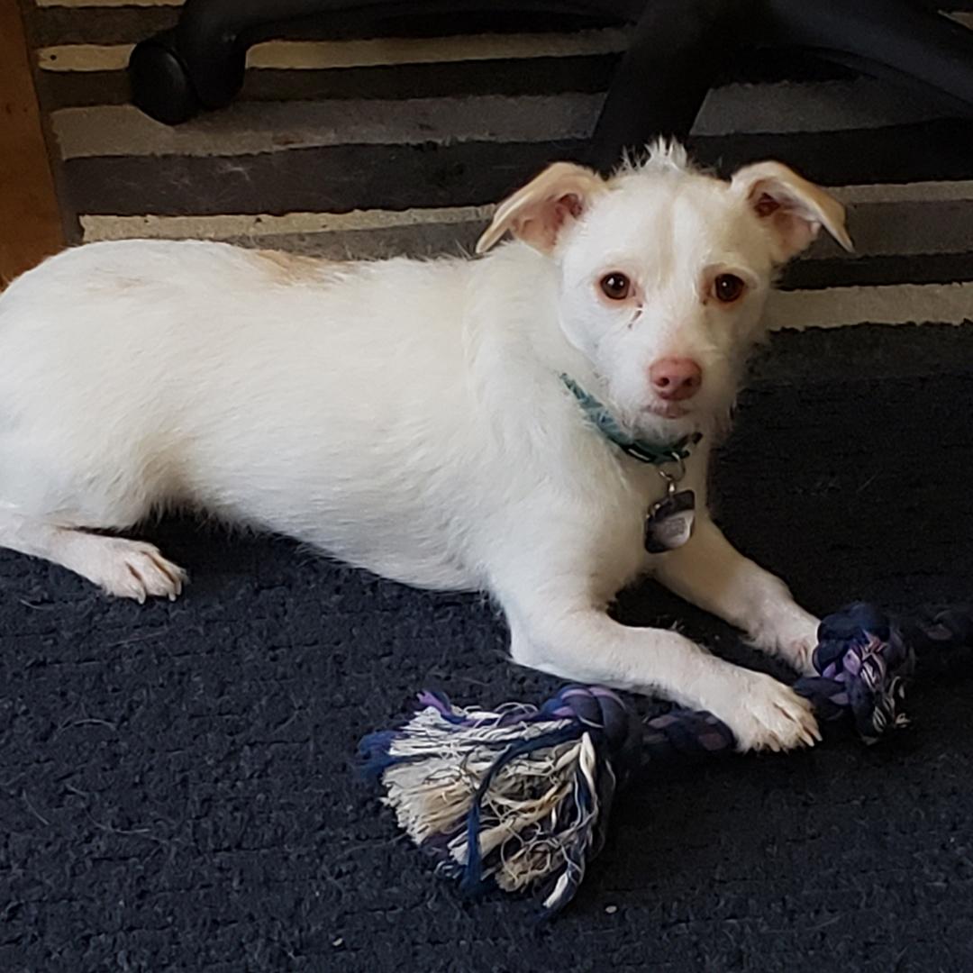 Shelter Dogs of Portland "LEDGER" Happy Adoption Update!