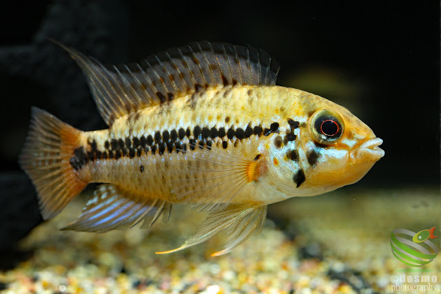 Apistogramma cf. alacrina (Guayas)