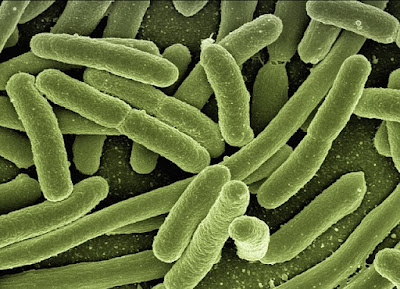Quantas bactérias tem no intestino?