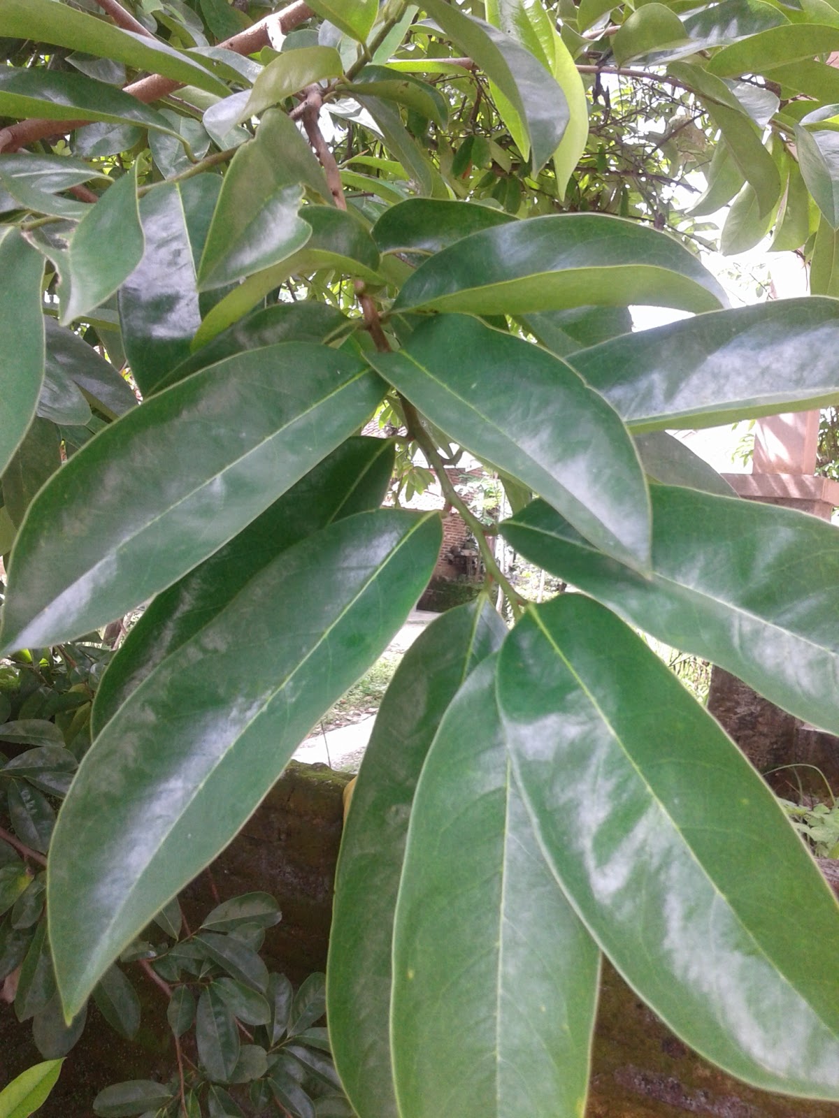 27 Benefits of Soursop Leaf For Health, Hair and Skin HERBAL MEDICINE