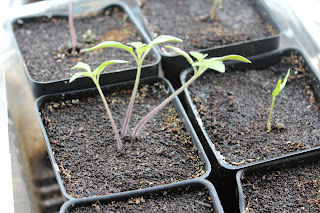 Tomato Seeds Sprouting