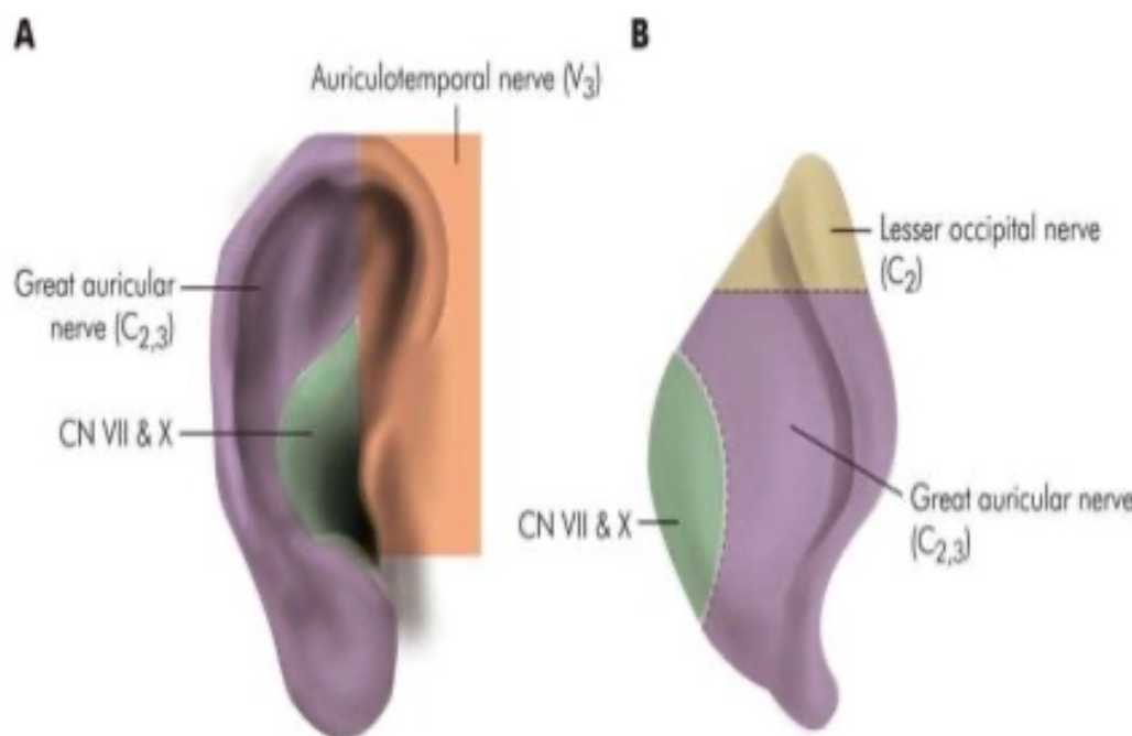 Head and Neck Anatomy External Ear