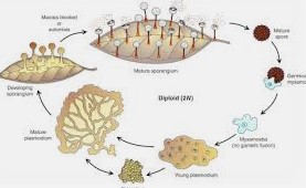 Slime Molds Introduction Occurrence Economic importance Somatic Phase