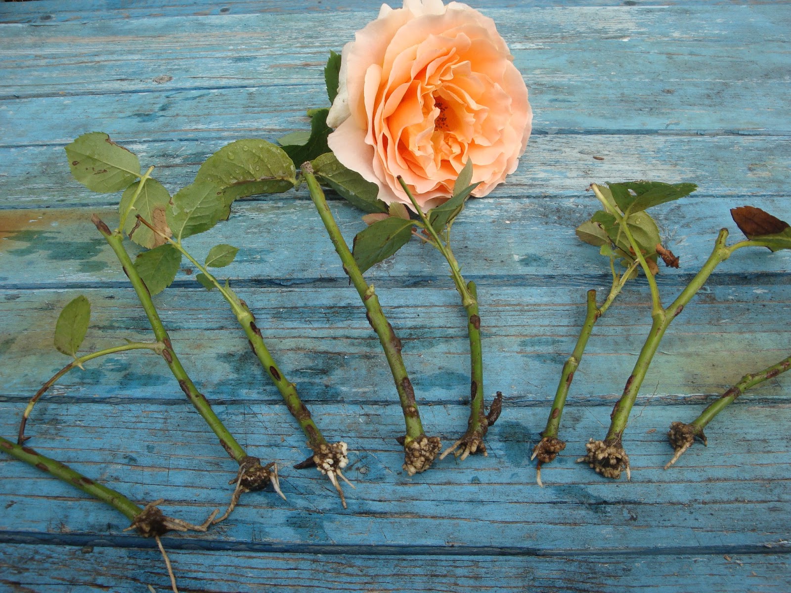 Выращивание розы из букета в домашних. Черенок розы флорибунда.
