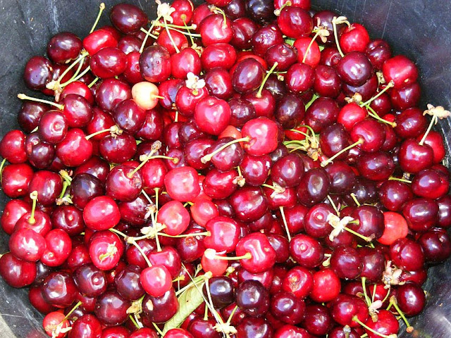 Cherries. Photo by Loire Valley Time Travel.