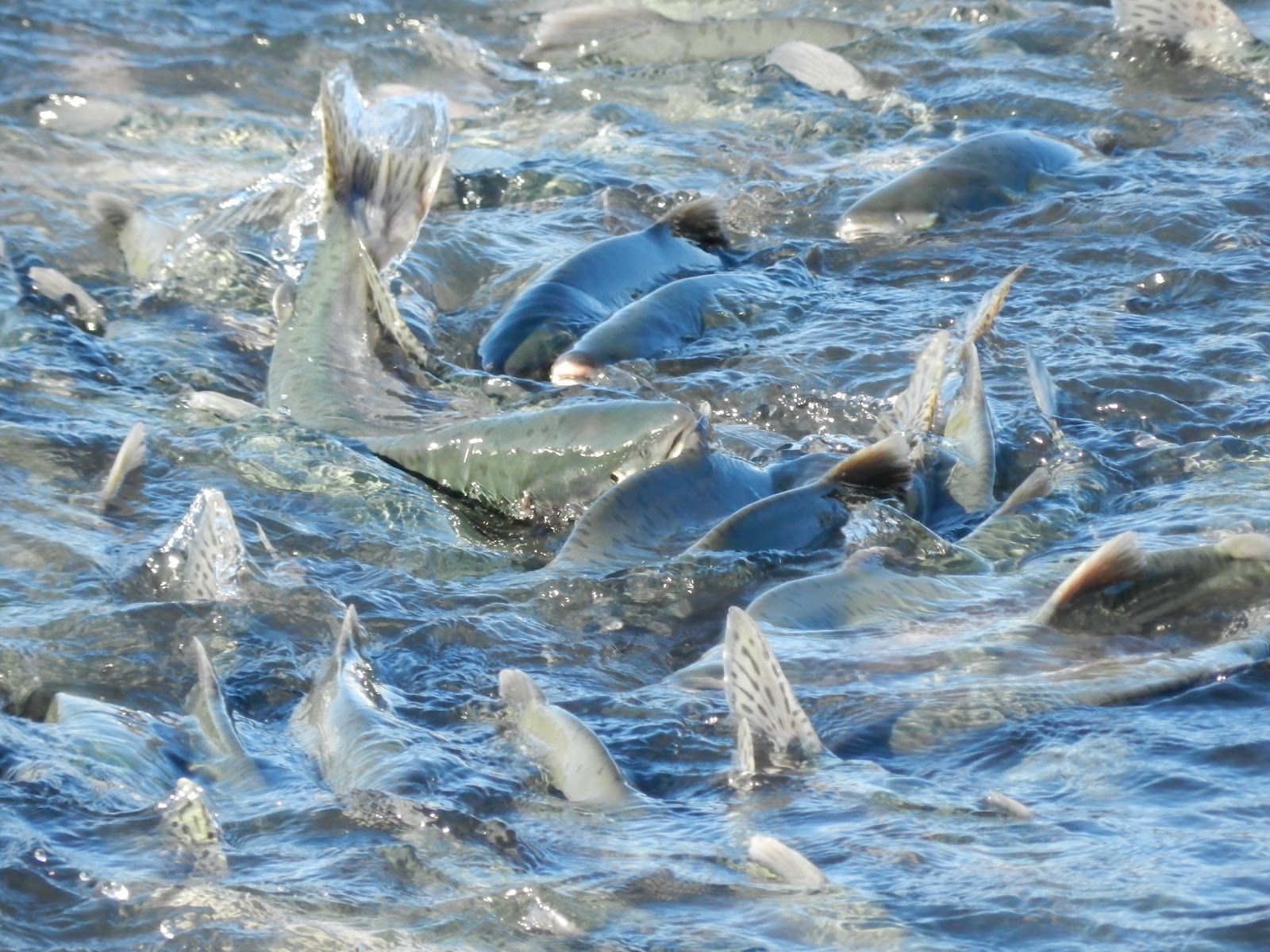 Ryder Runs and Rants Solomon Gulch Fish Hatchery Valdez