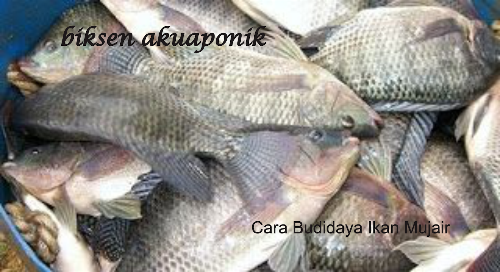 biksen akuaponik: Cara Budidaya Ikan Mujair ( Tilapia mossambica )