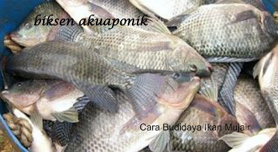 biksen akuaponik: Cara Budidaya Ikan Mujair ( Tilapia ...