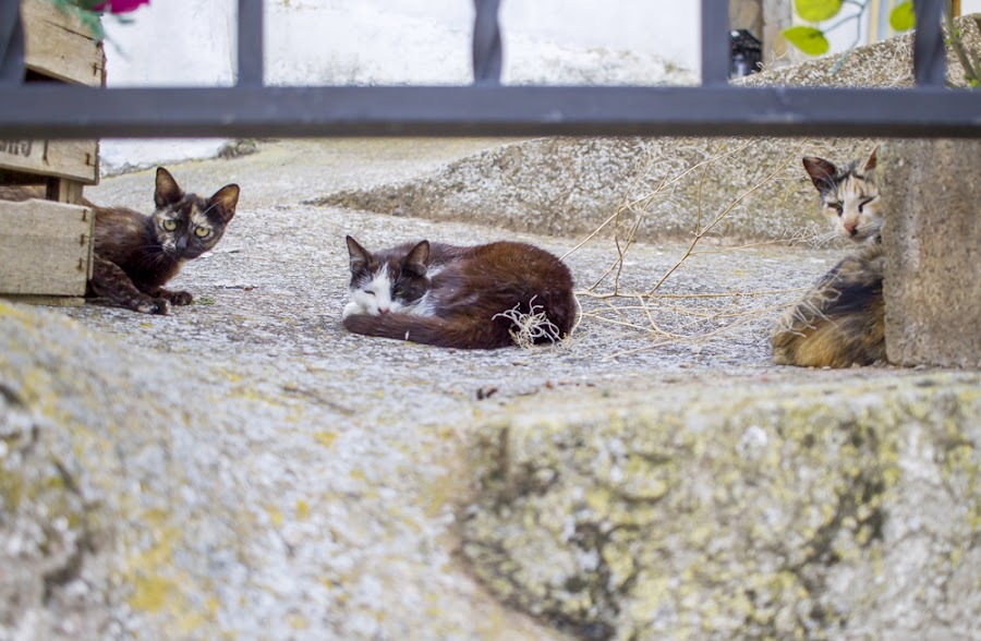 lejos ciudad zaragoza gatos moros