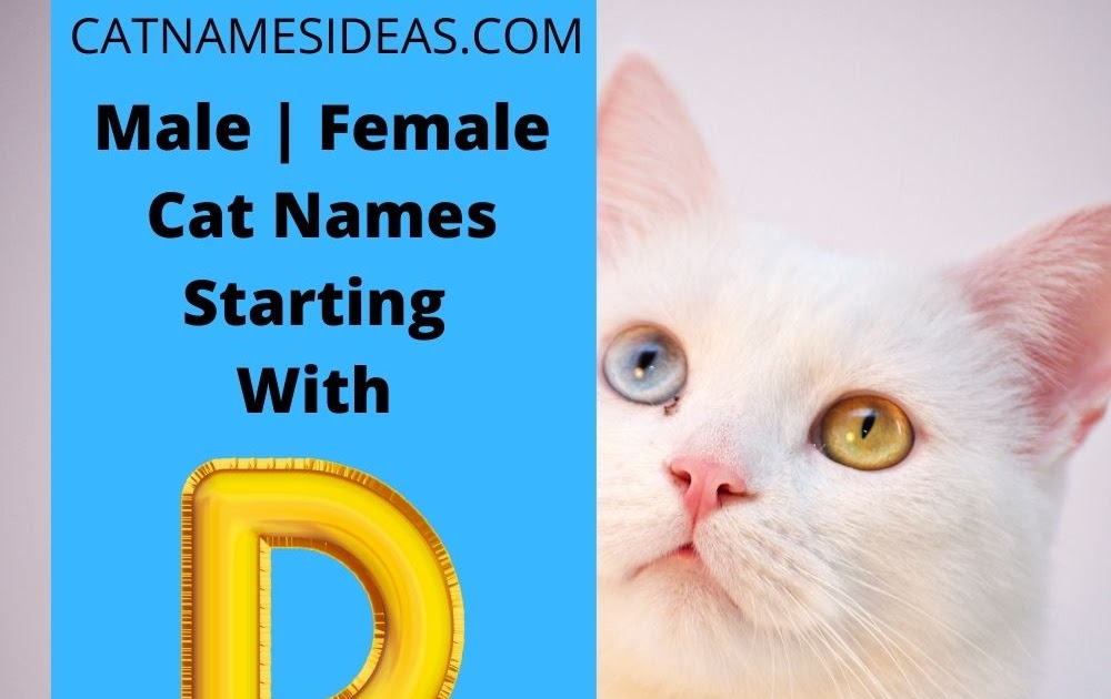 My names is cat. Имя для кошки девочки серого цвета полосатая. как кошка имя. cat names male x.