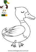 Pato pato