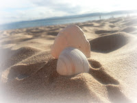 Shells in Sand Shells in sand with sea in background