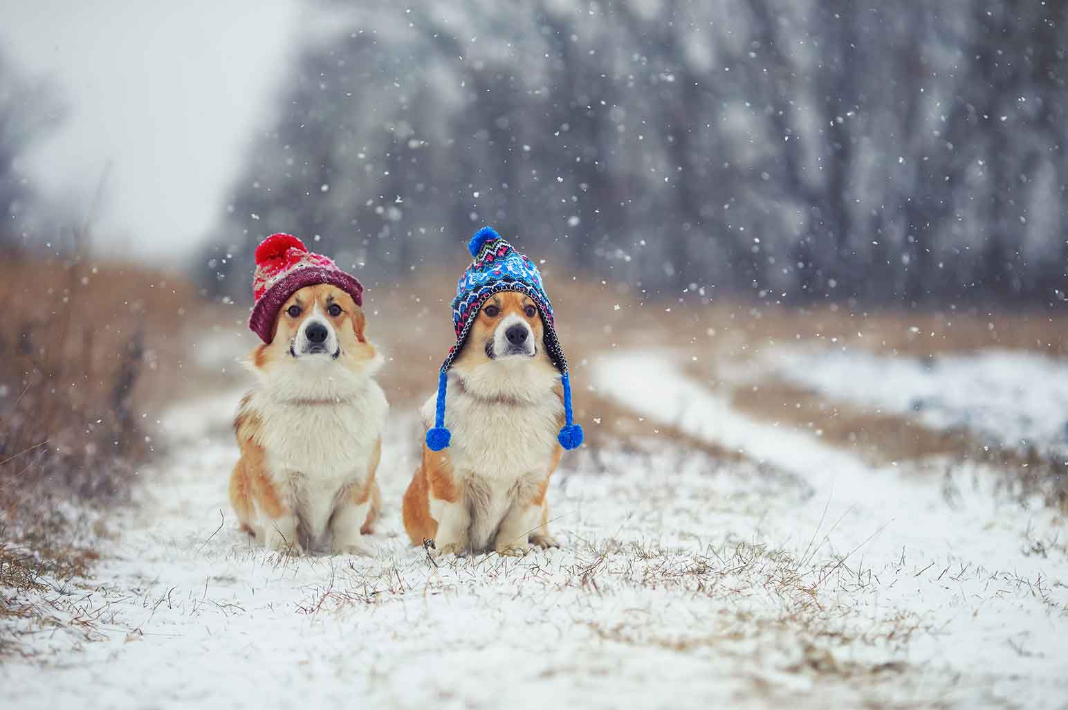 Why Canada Pooch Make Great Gifts For Pets Why Canada Pooch Make Great Gifts For Pets