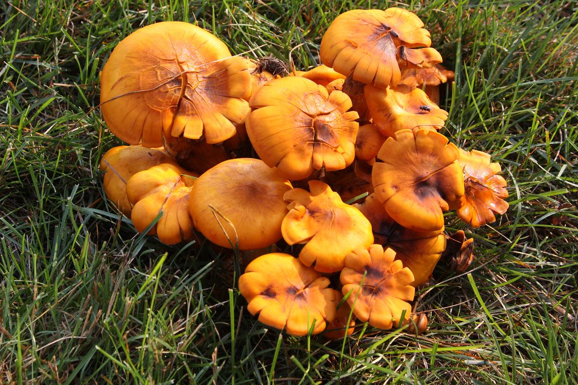 Michigan Exposures Some Mushrooms