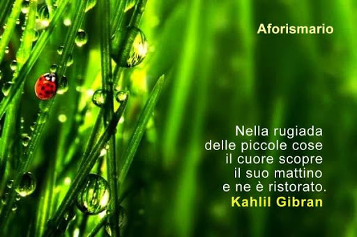 Aforismario Aforismi Frasi E Proverbi Sulla Rugiada