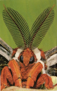 Moth antennae (Public domain photo)