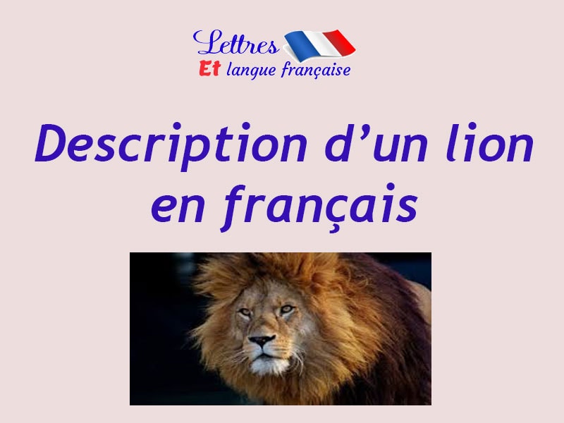 Description d'un lion