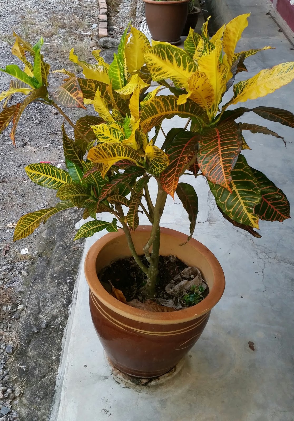 Warisan Petani Pokok Puding Warisan Petani Pokok Puding