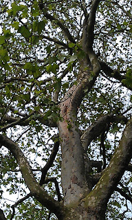Plane Tree - Platanus Species Kennington Park 