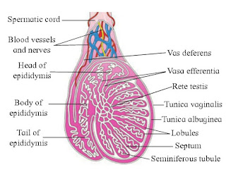 Chapter 2 Reproduction in lower & higher Animals Solutions maharashtra state board