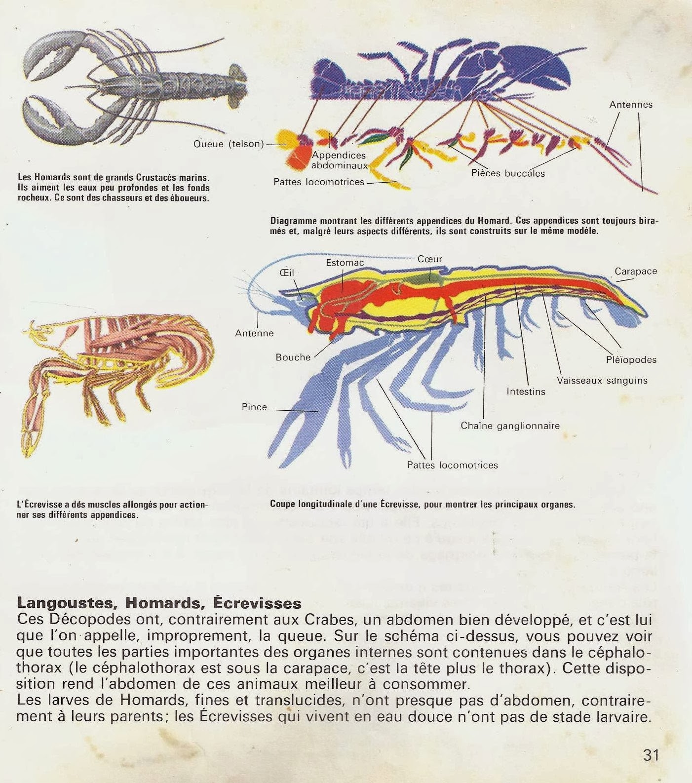 Leçons de choses: Mollusques et crustacés